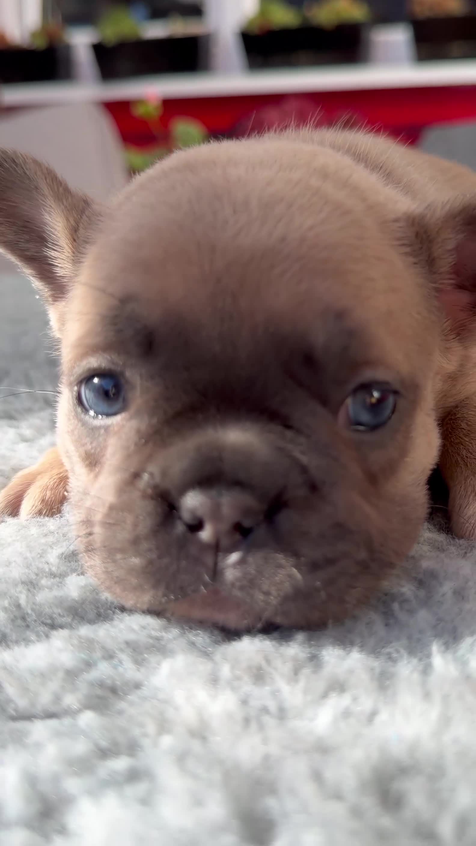 French Bulldog dogs for sale: Platinum & Fawn KC Registered Frenchie Puppies - Video 3