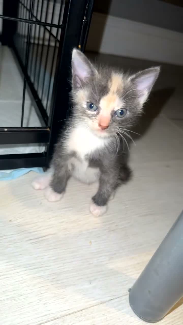 Mixed Breed cats for sale: Mixed kittens  - Video 2