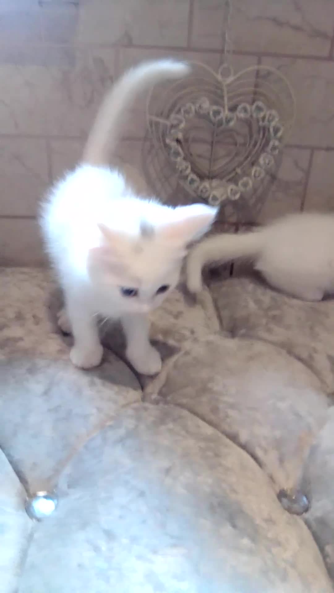 Scottish Fold cats for sale: 1 Scottish fold 1 Scottish straight for sale  - Video 1
