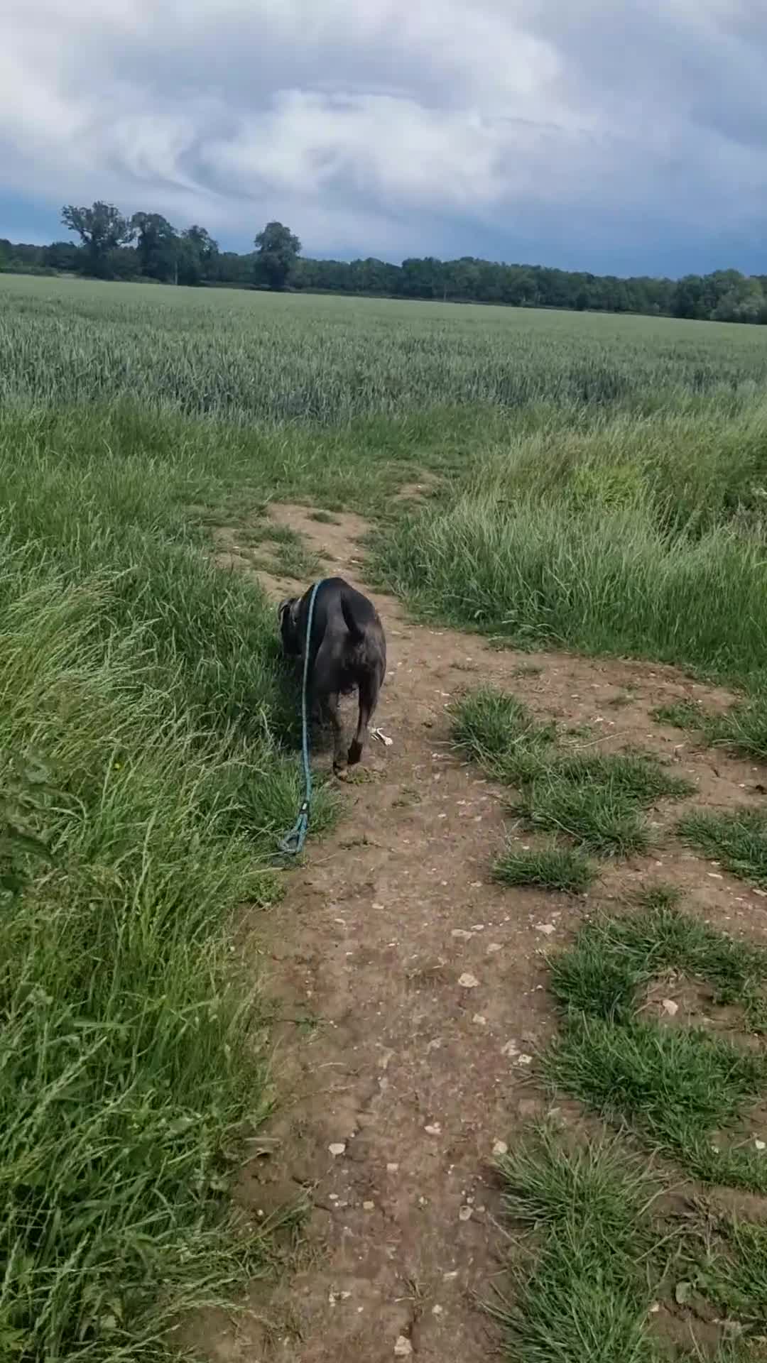 Mixed Breed dogs for sale: 9 month old beautiful Cane Corso X Staffie Boy 🐕 in Great Yarmouth - Video 2