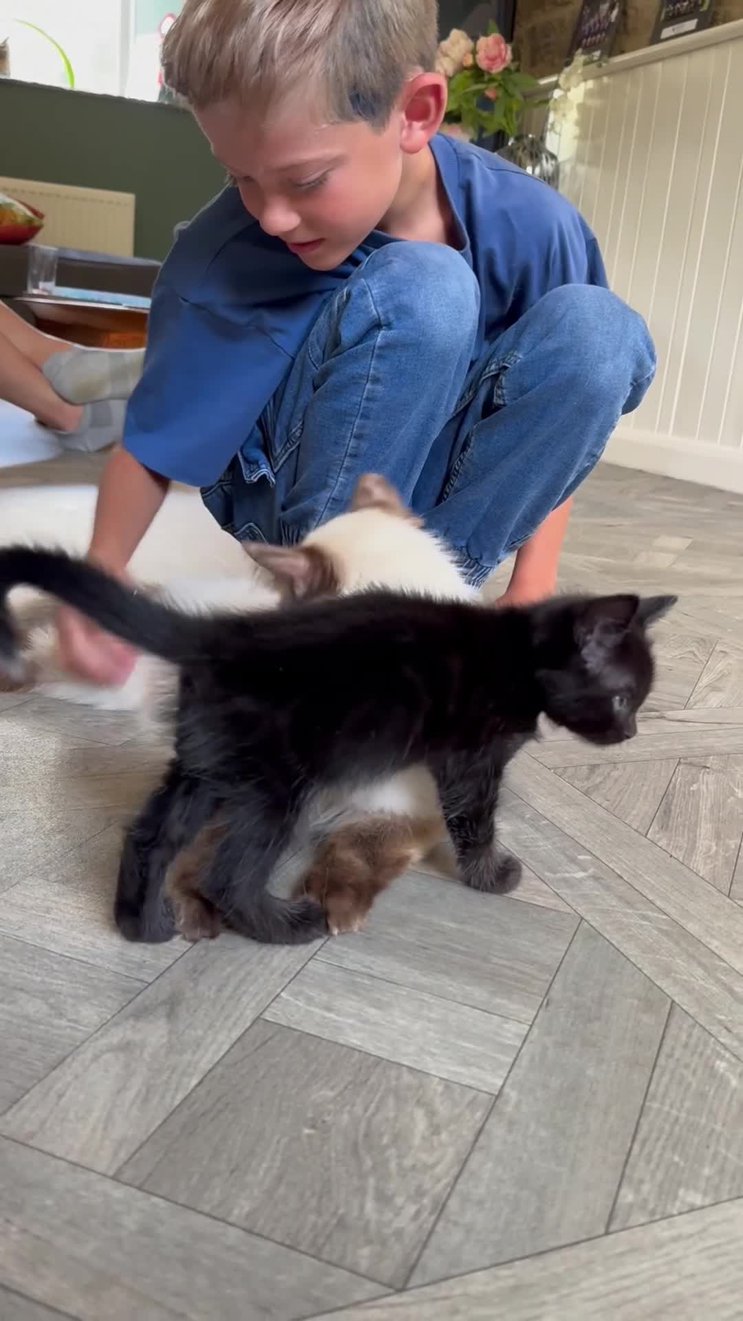 Ragdoll cats for sale: Beautiful Ragdoll X Kittens  - Video 2