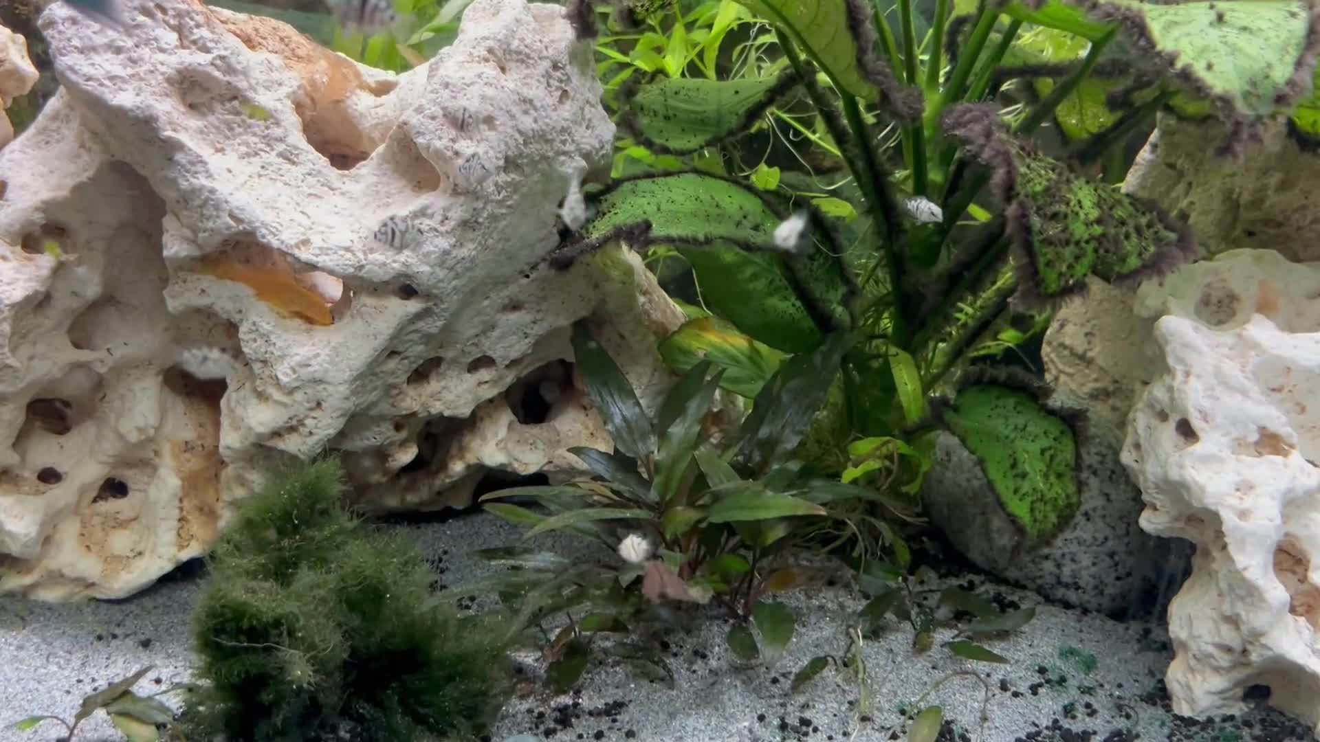 Cichlids fish for sale: Polar Blue Parrot Cichlids(short body) - Video 1