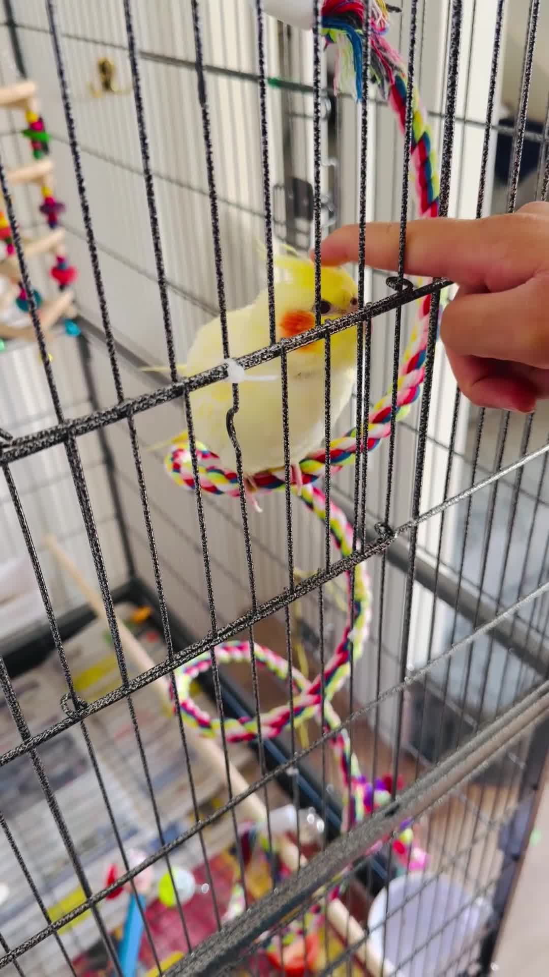 Cockatiels birds for sale: Hand-Reared Cockatiel with Full Setup – CR0 7UX - Video 3