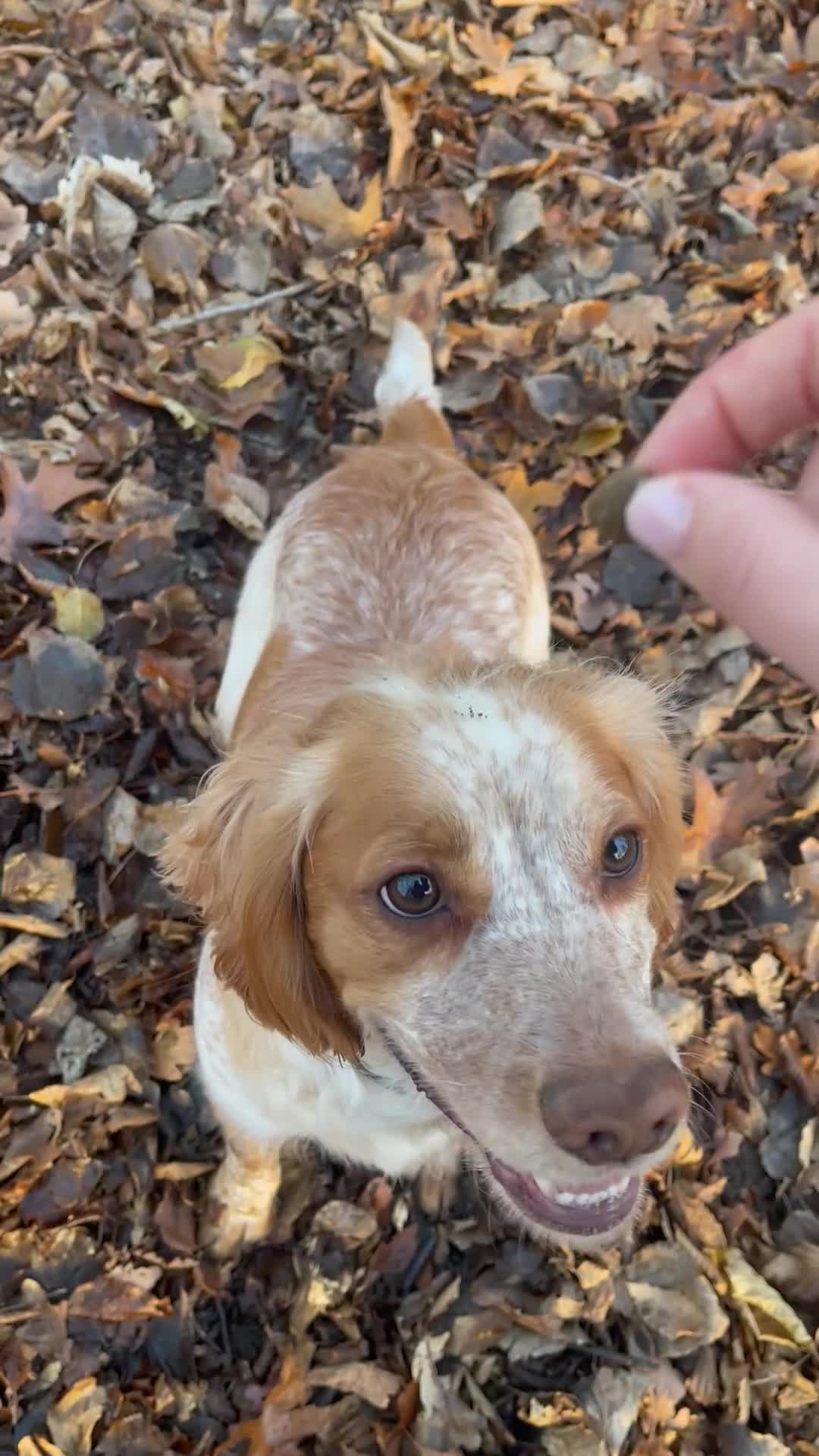 Cocker Spaniel dogs for sale: Leo – 2-Year-Old Lemon Roan Working Cocker Spaniel - Video 1