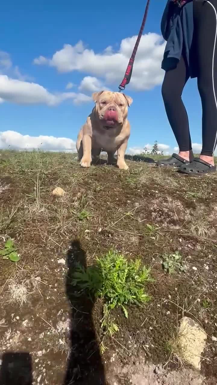 American Bully dogs for stud: Muscletone Pocket bully  - Video 2