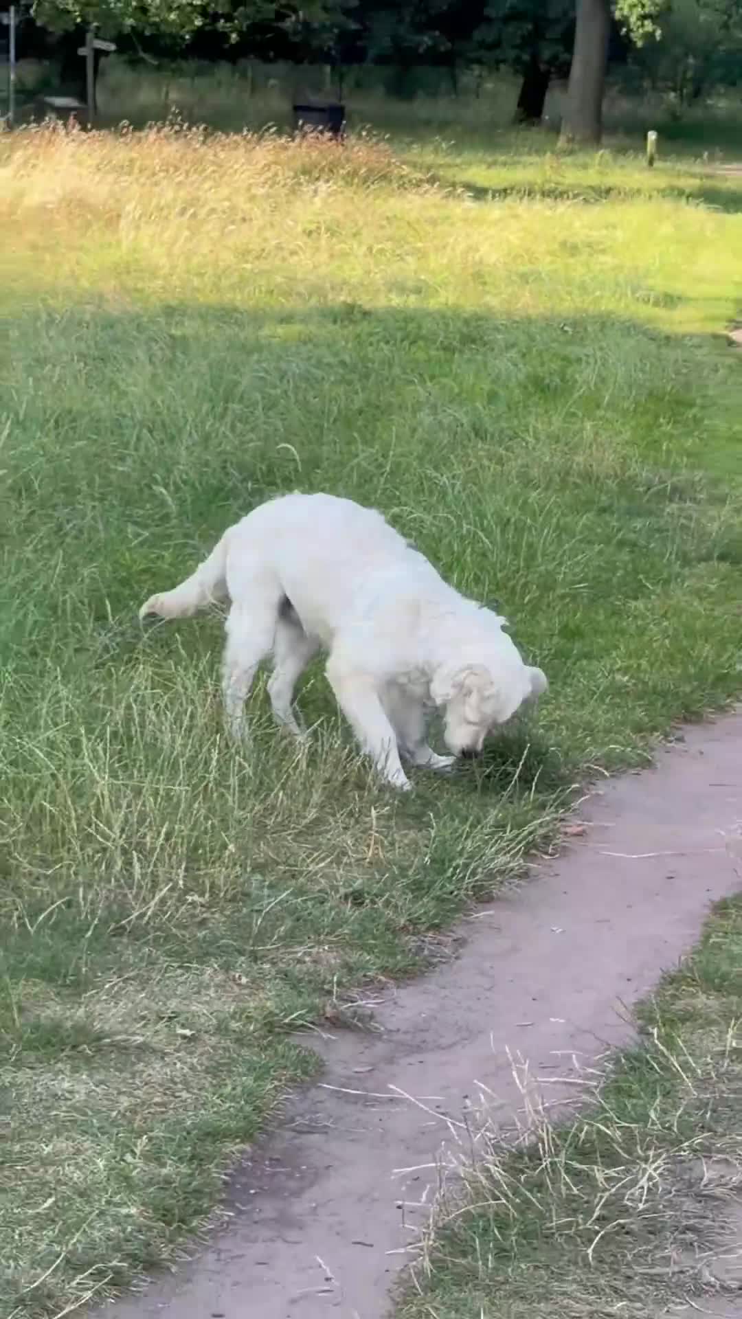 Golden Retriever dogs for sale: Male Golden Retriever  in Carlisle - Video 1