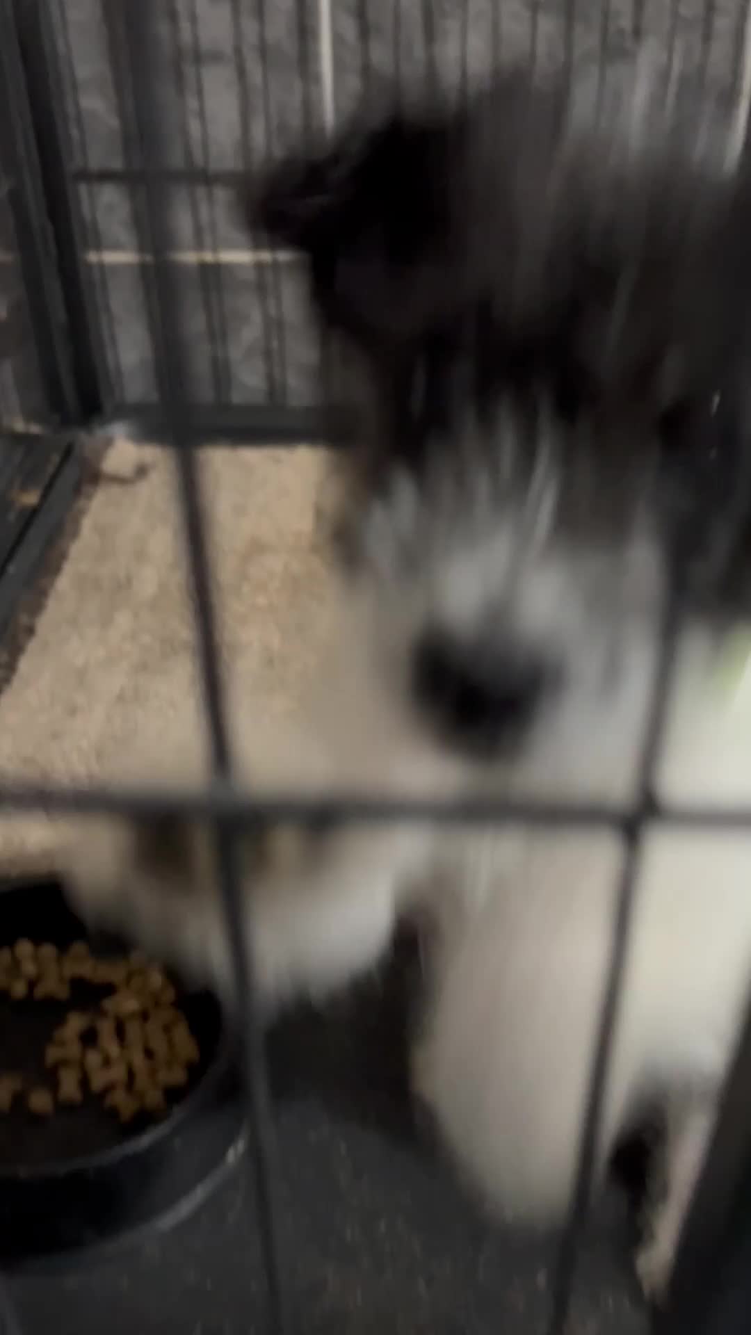 Jackapoo dogs for sale: Jackapoo puppies - Video 1