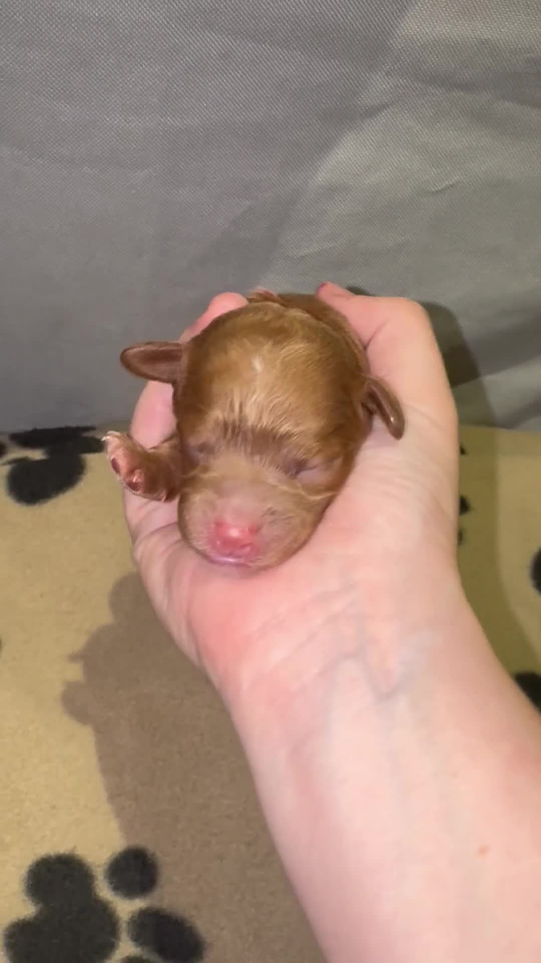 Cavapoo dogs for sale: Beautiful Red F1b Cavapoo pups-Ready September 🐾 in Havant - Video 3