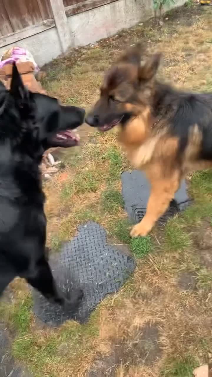 German Shepherd dogs for sale: Working german shepherd puppies available! - Video 5