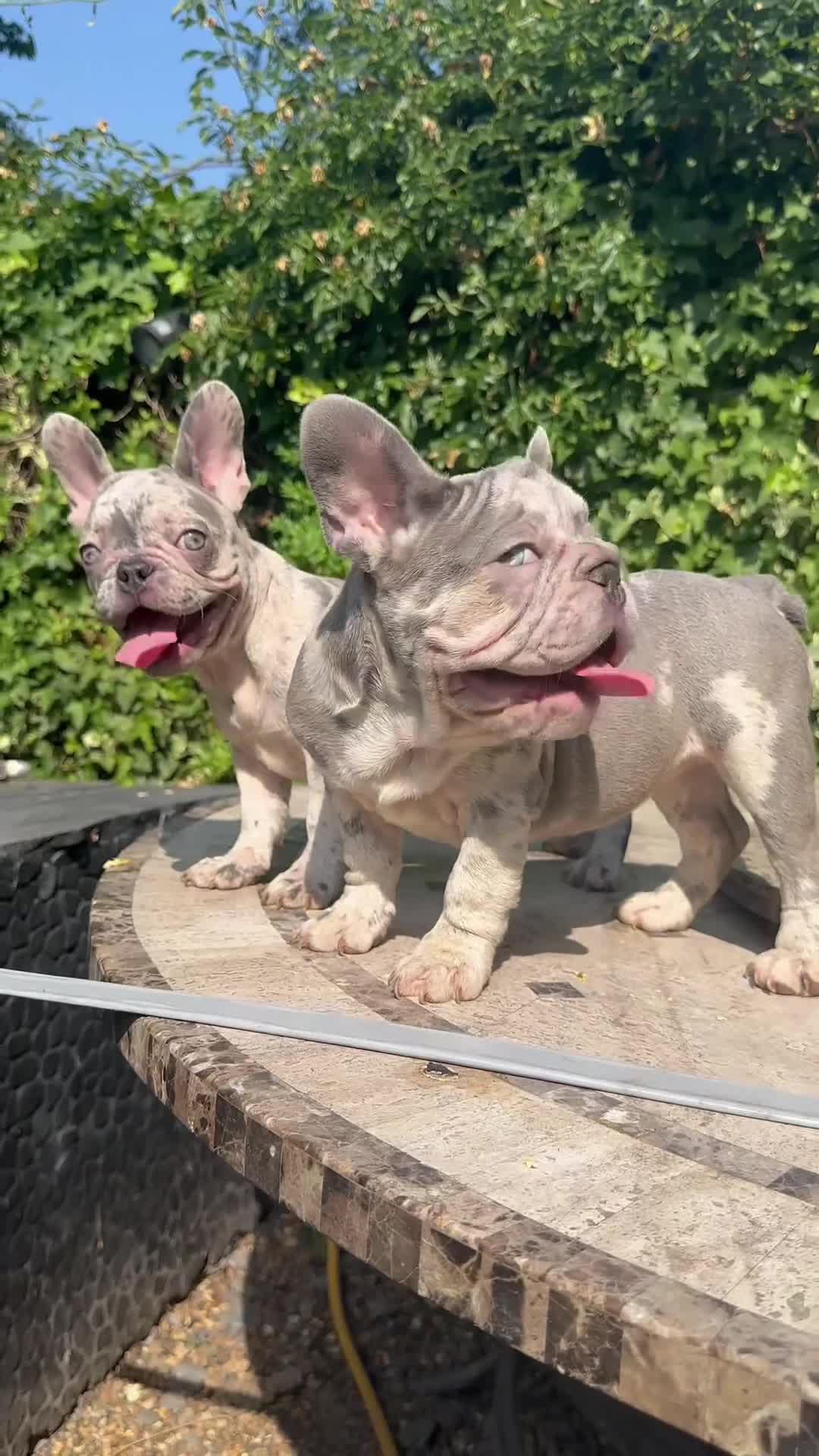 French Bulldog dogs for sale: HIGHEST QUALITY AVAILABLE  in Bexley - Video 1