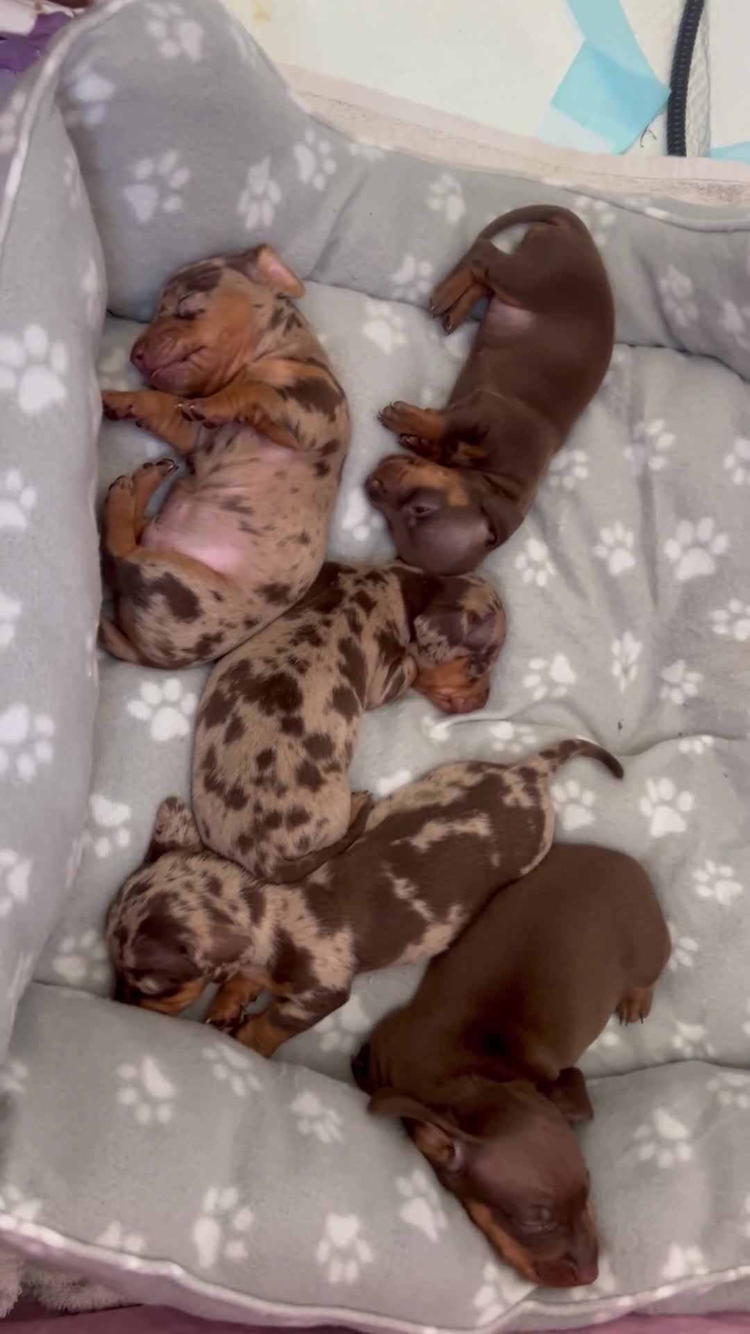 Dachshund dogs for sale: Delilah’s puppies - Video 2