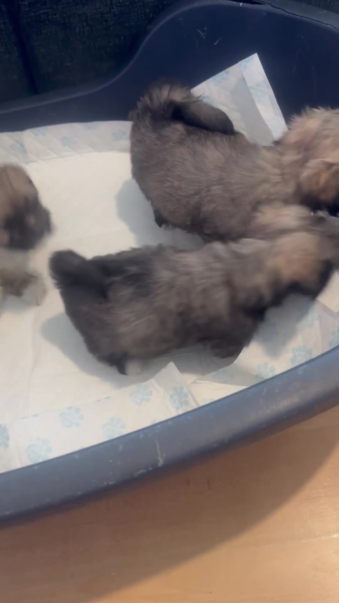 Lhasa Apso dogs for sale: Lhasa apso puppies  - Video 1