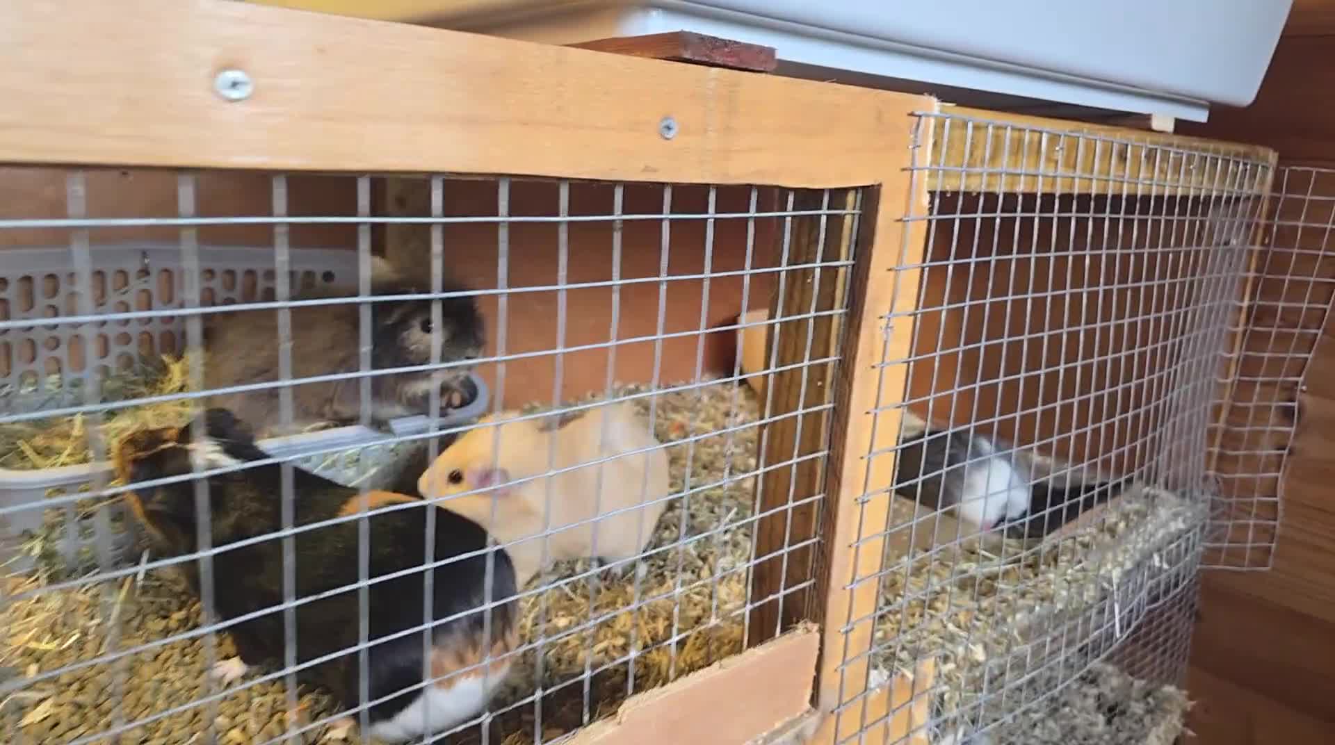 Guinea Pig rodents for sale: Female pigs for sale  - Video 2