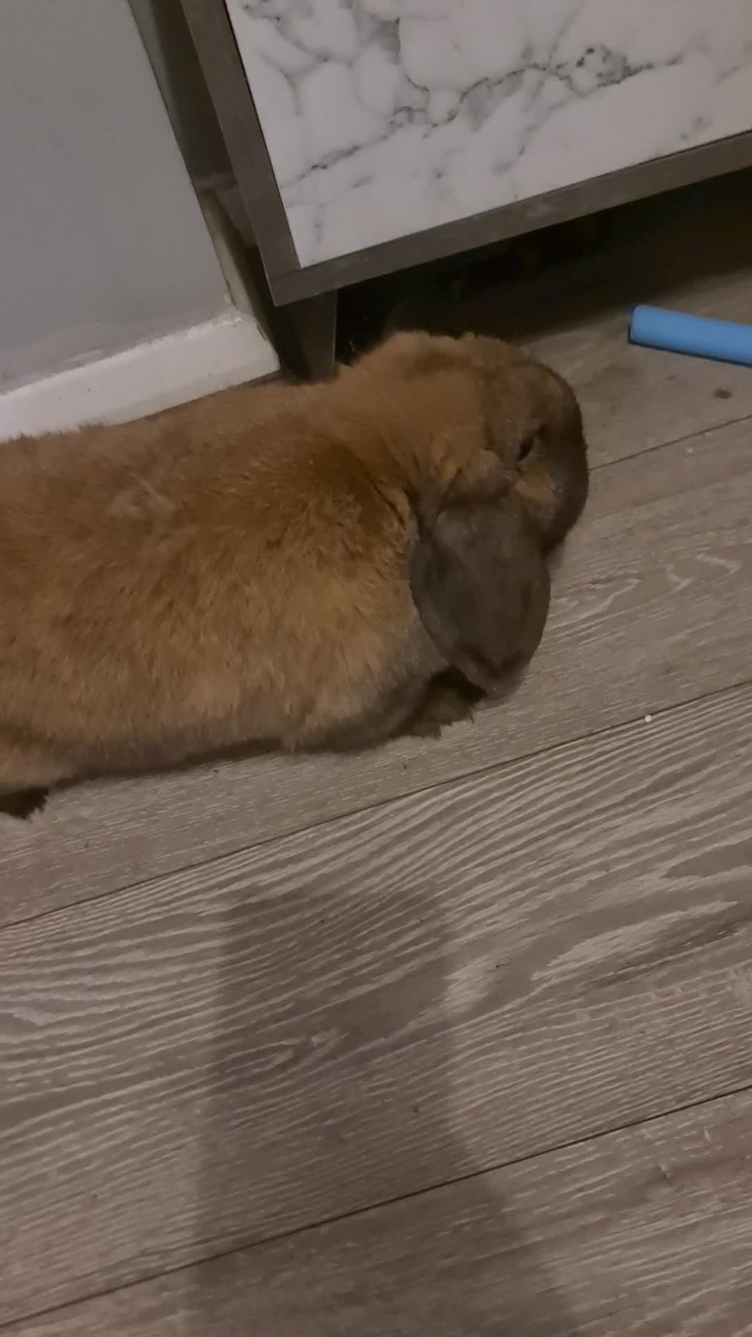 Mixed Breed rabbits for sale: Lovely bunny  - Video 1