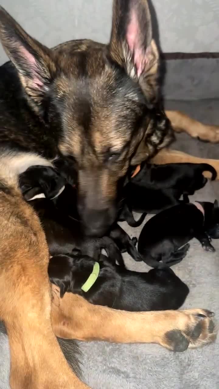 Golden Shepherd dogs for sale: 🌸🐾 Adorable Golden Shepherd Puppies 🐾🌸 - Video 2