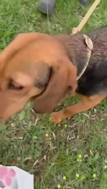 Mixed Breed dogs for adoption: LENA! - Video 2