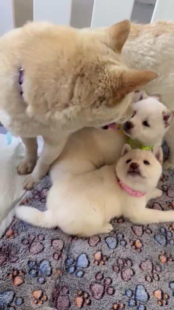 Japanese Shiba Inu dogs for sale: Japanese Shiba Inu Puppies - Video 1