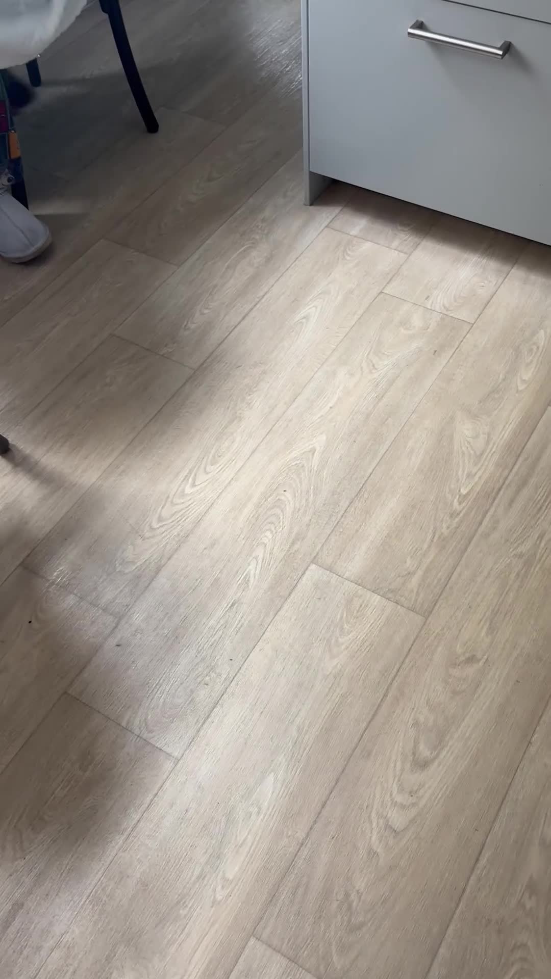 Cocker Spaniel dogs for sale: Bella a Beautiful Cocker Spaniel in Weston-super-Mare - Video 1