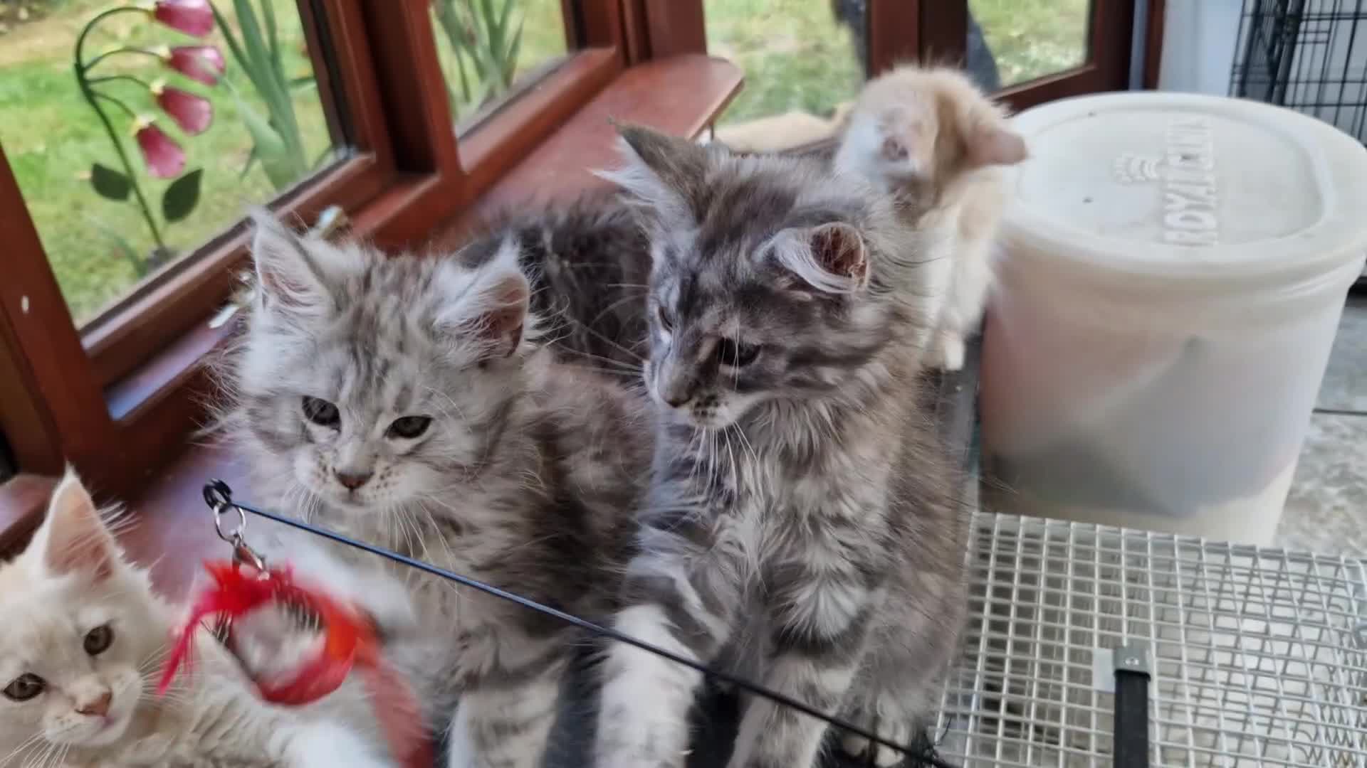 Maine Coon cats for sale: Stunning Maine Coon kittens - Video 2