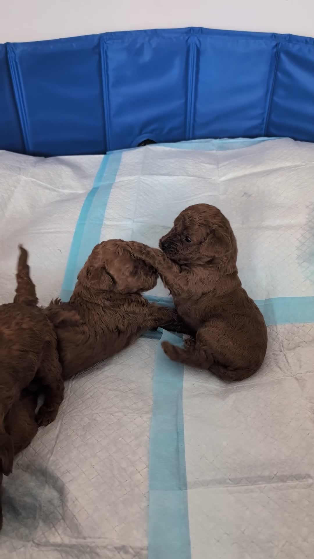 Toy Poodle dogs for sale: Pedigree Toy Poodle Puppies - Video 1