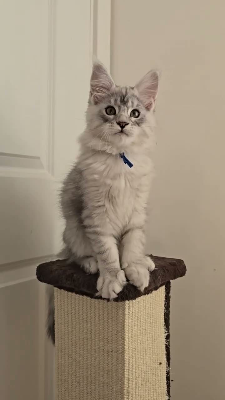 Maine Coon cats for sale: Stunning Silver Shaded Maine Coon kittens - Video 3