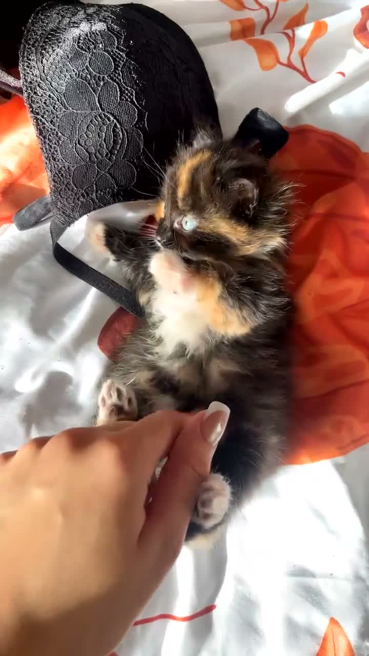 Norwegian Forest Cat cats for sale: Norwegian Forest X British Shorthair Ginger kitten - Video 1