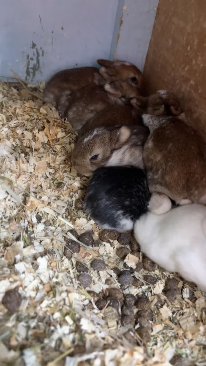 Netherland Dwarf rabbits for sale: baby rabbits.  - Video 4