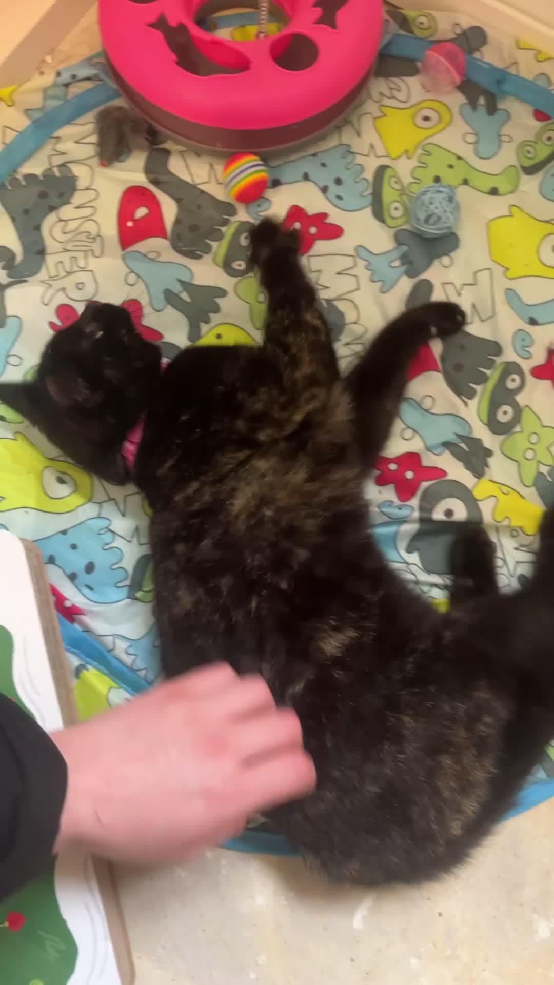 Mixed Breed cats for sale: Nova - 1yr old looking for her forever home - Video 2