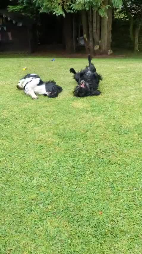 Sprocker dogs for sale: 🐾 SPROCKER PUPPIES 🐾 - Video 3
