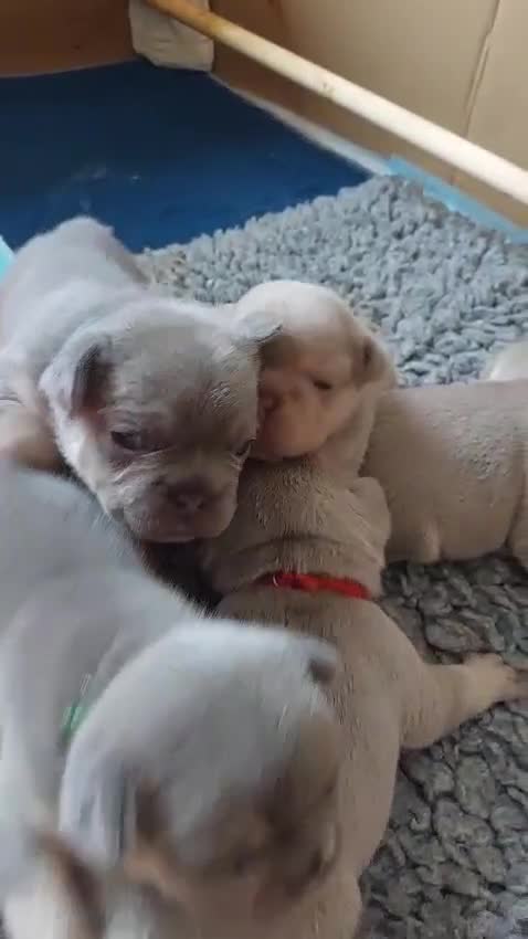 French Bulldog dogs for sale: KC Registered Beautiful French Bulldog Puppies - Video 2