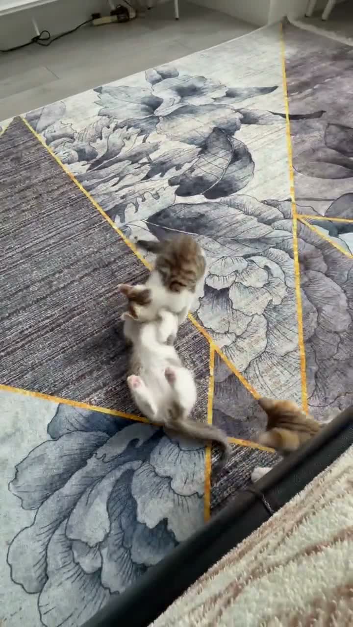 British Shorthair cats for sale: I have 4 kittens for sale  in Slough - Video 1