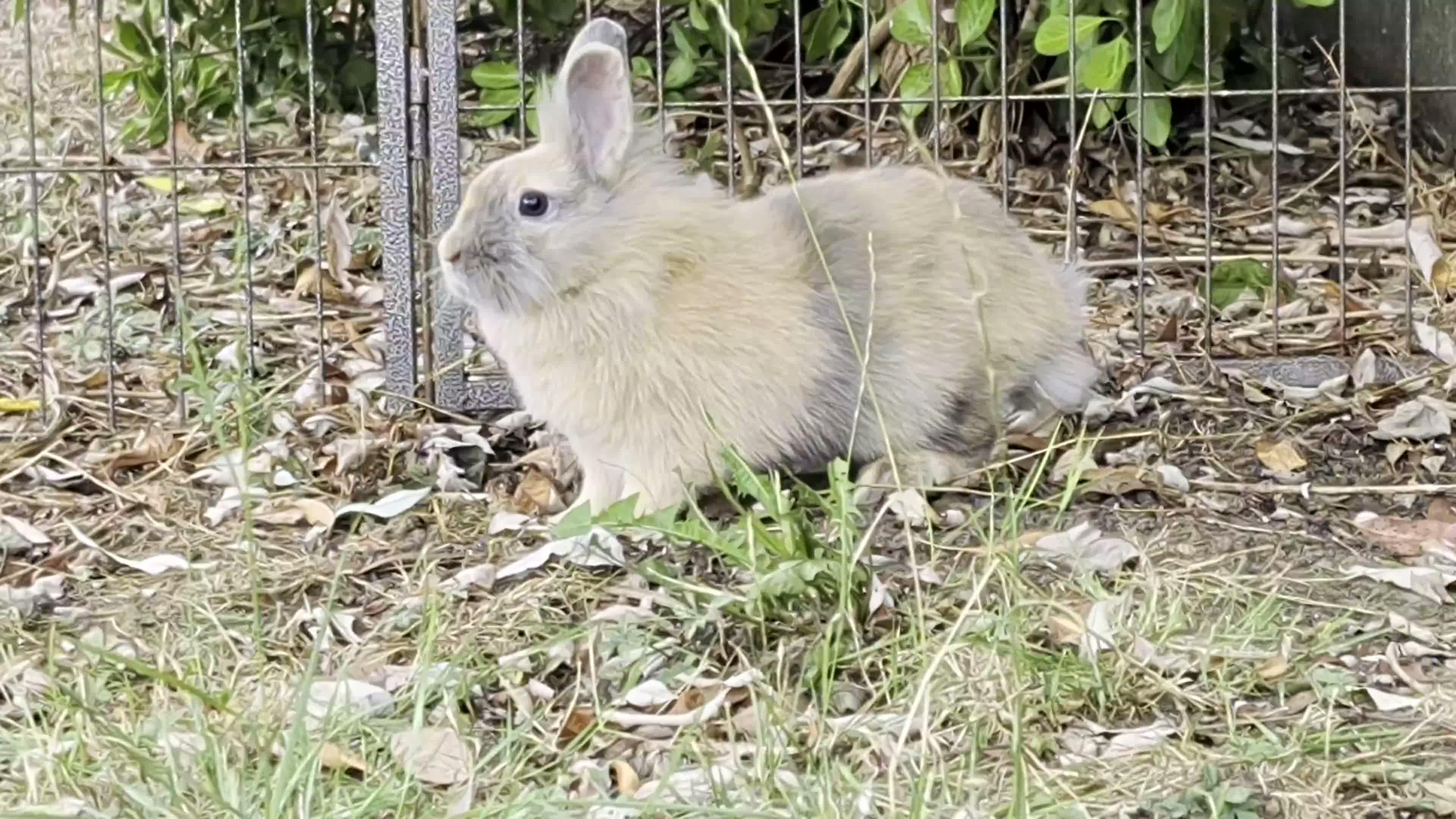 Lionhead rabbits for sale: 5 Month Old Lionhead Doe in Basildon - Video 1