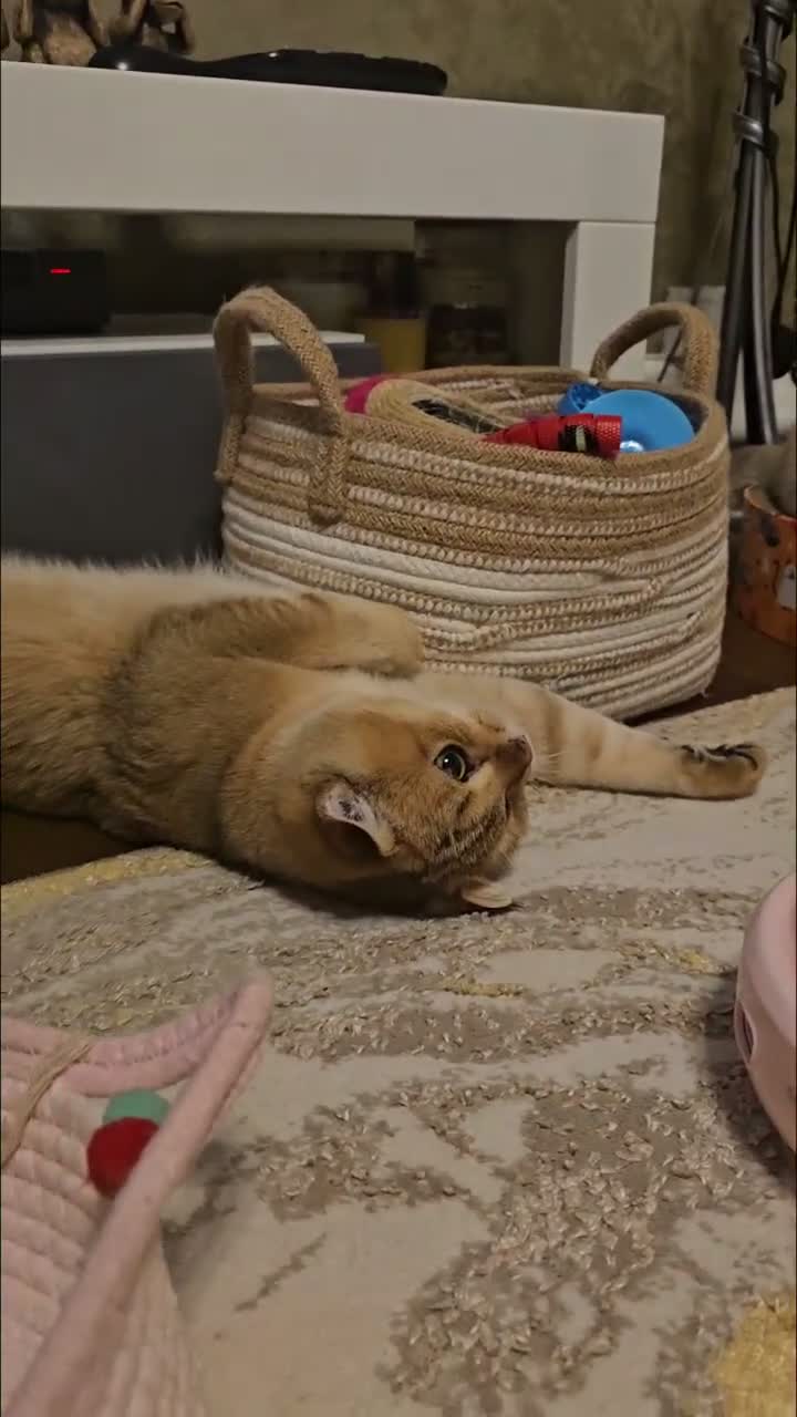 Scottish Fold cats for sale: TWO BOYS LEFT 😻Pedigree😻kittens😻 - Video 1