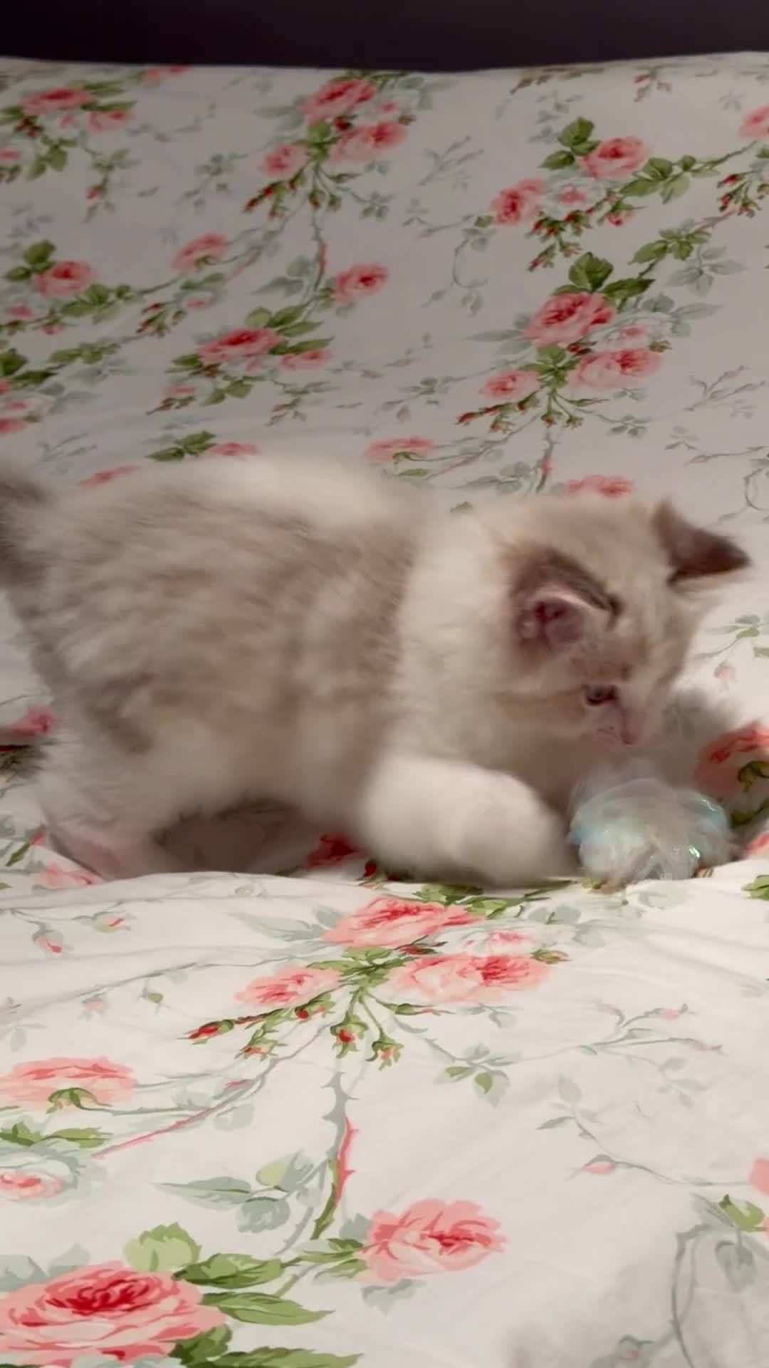Ragdoll cats for sale: Purebred Ragdoll Kittens in Cardiff - Video 5
