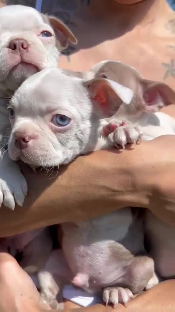 Boston Terrier dogs for sale: 7 KC registered Boston terrier pups  - Video 1