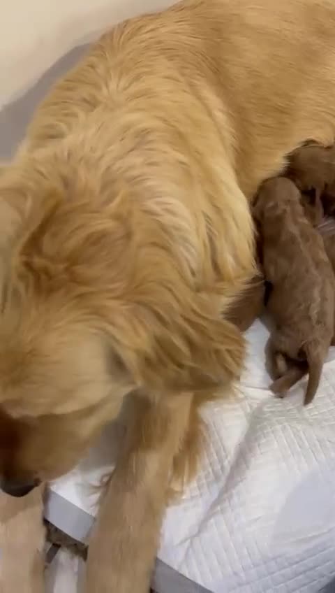 Goldendoodle dogs for sale: Goldendoodle Puppies–Ready for Their Forever Homes - Video 1