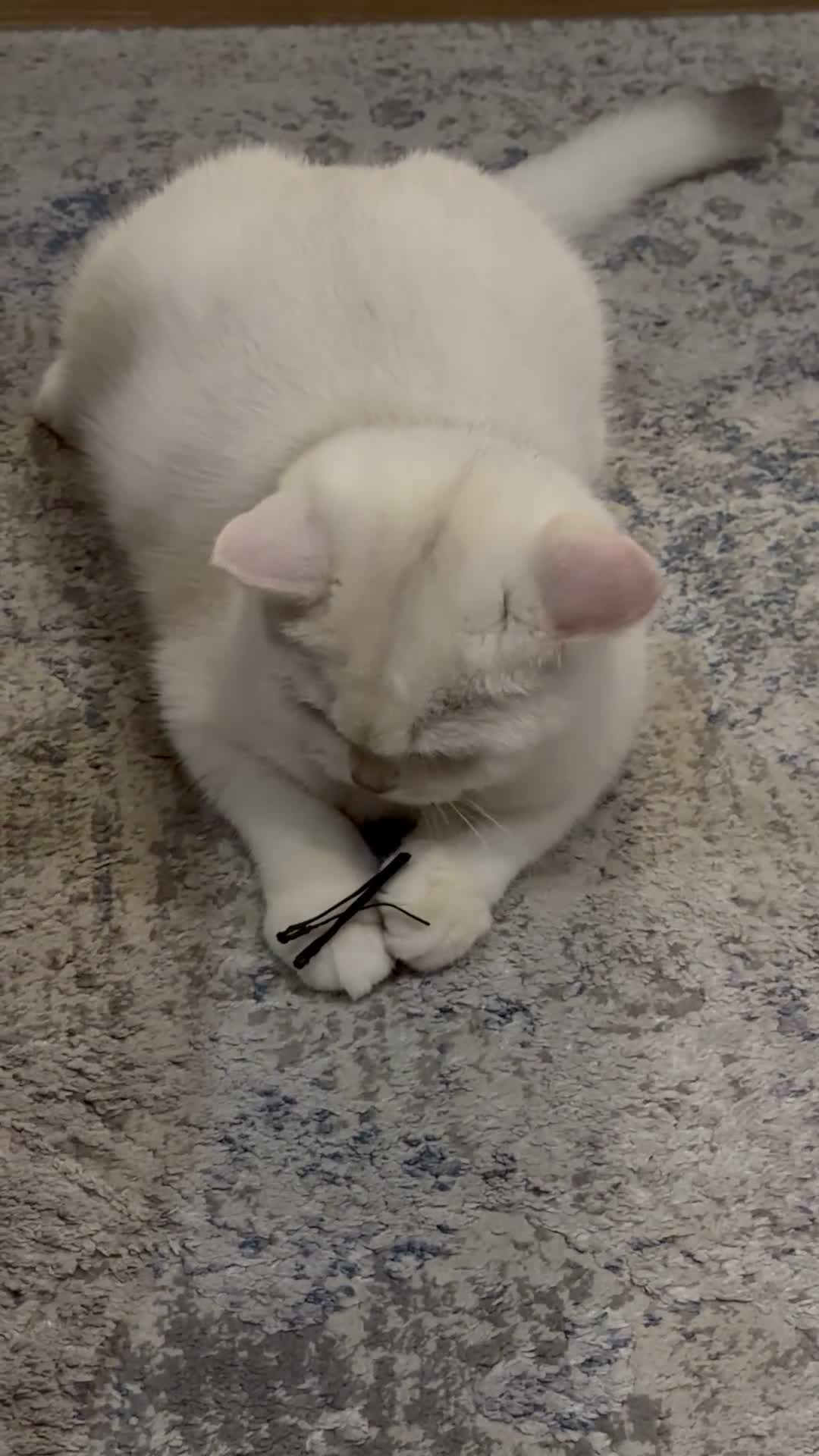 British Shorthair cats for sale: PRICE NEGOTIABLE | British Shorthair Boy Leo - Video 2