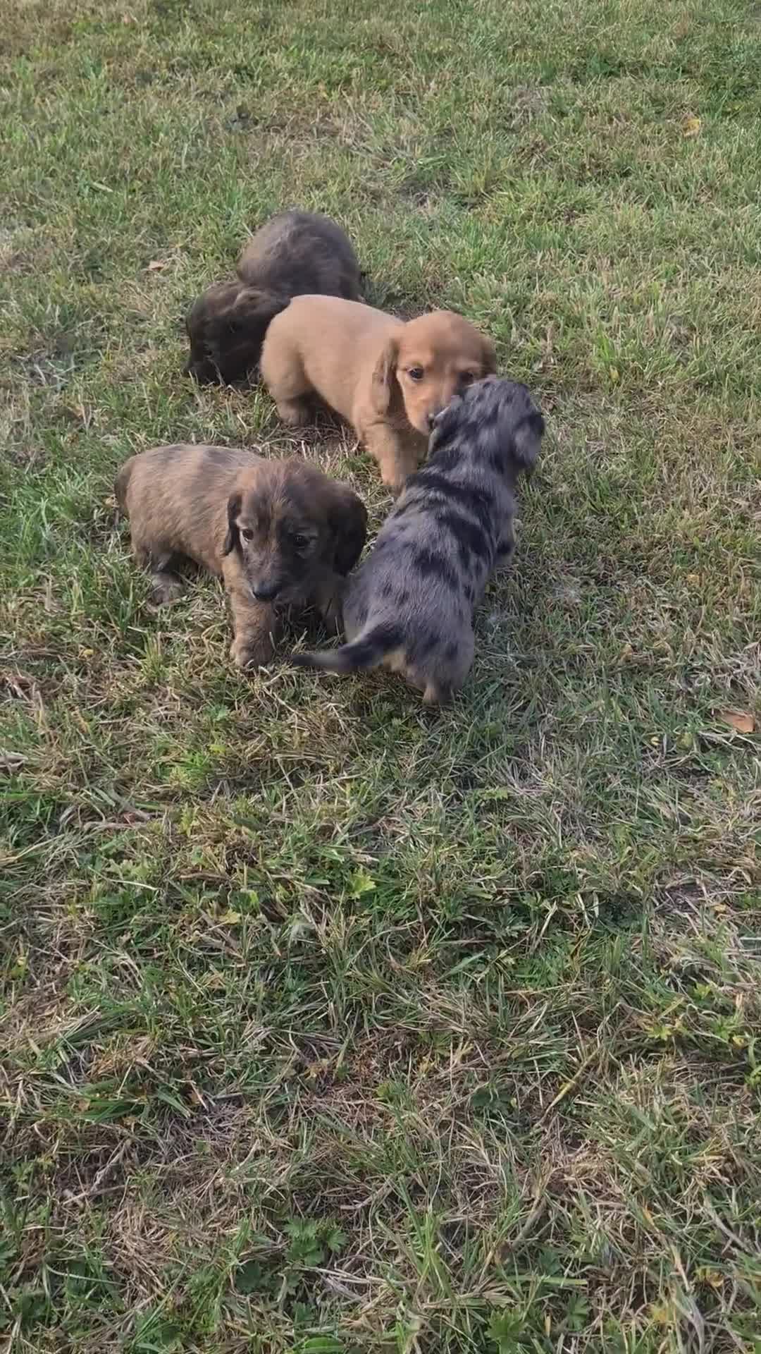 Miniature Dachshund dogs for sale: Miniature Longhaired Dachshund Puppies  - Video 1