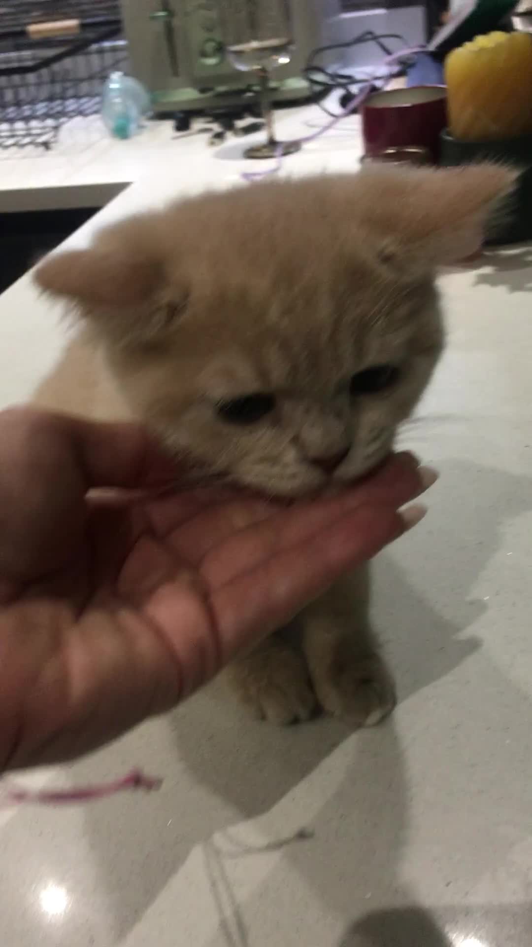 British Shorthair cats for sale: Only 2 baby boys left Stunning fluffy kittens  - Video 5