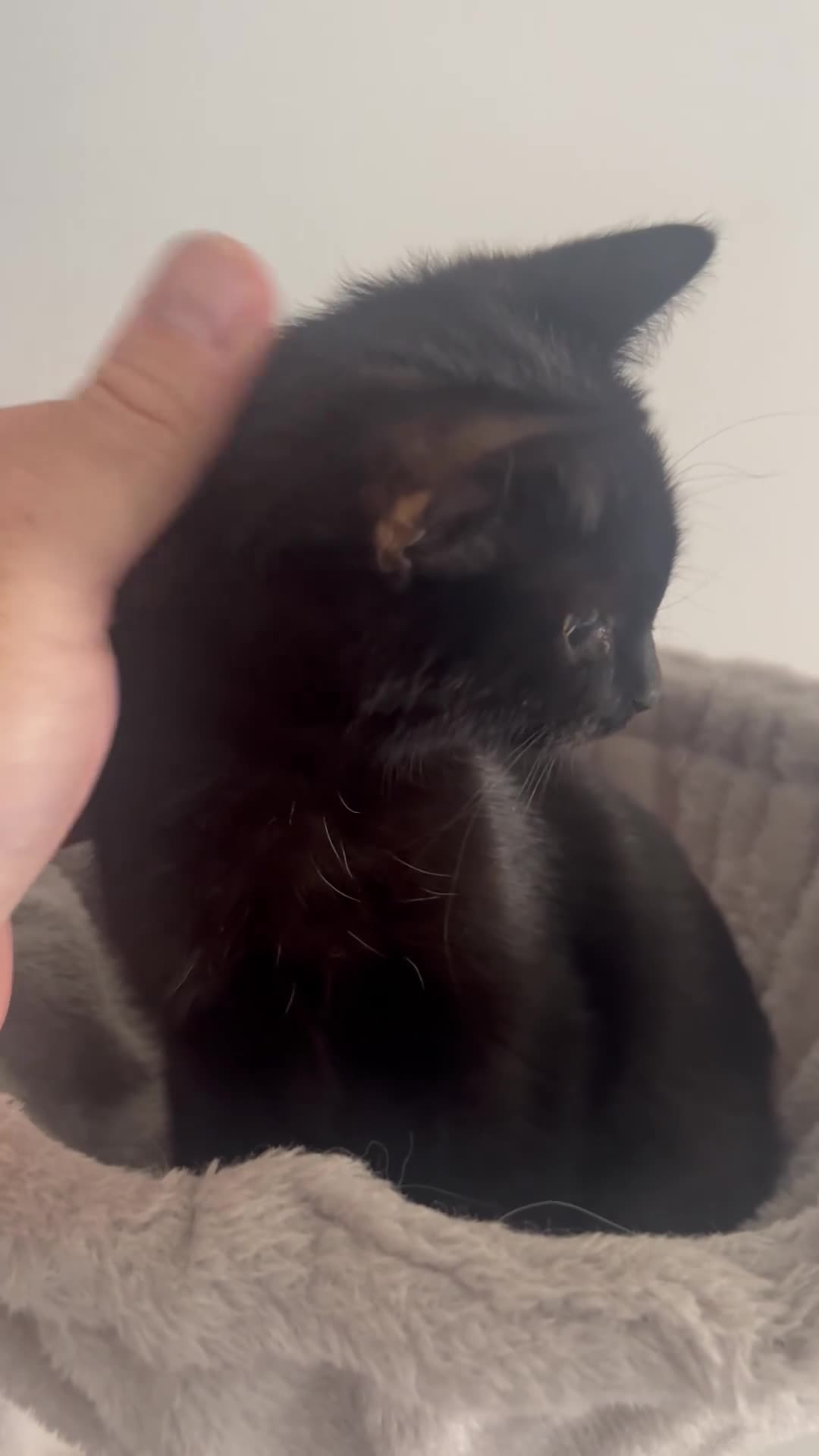 Mixed Breed cats for sale: BSH X Beautiful little girl- 12 weeks old - Video 1