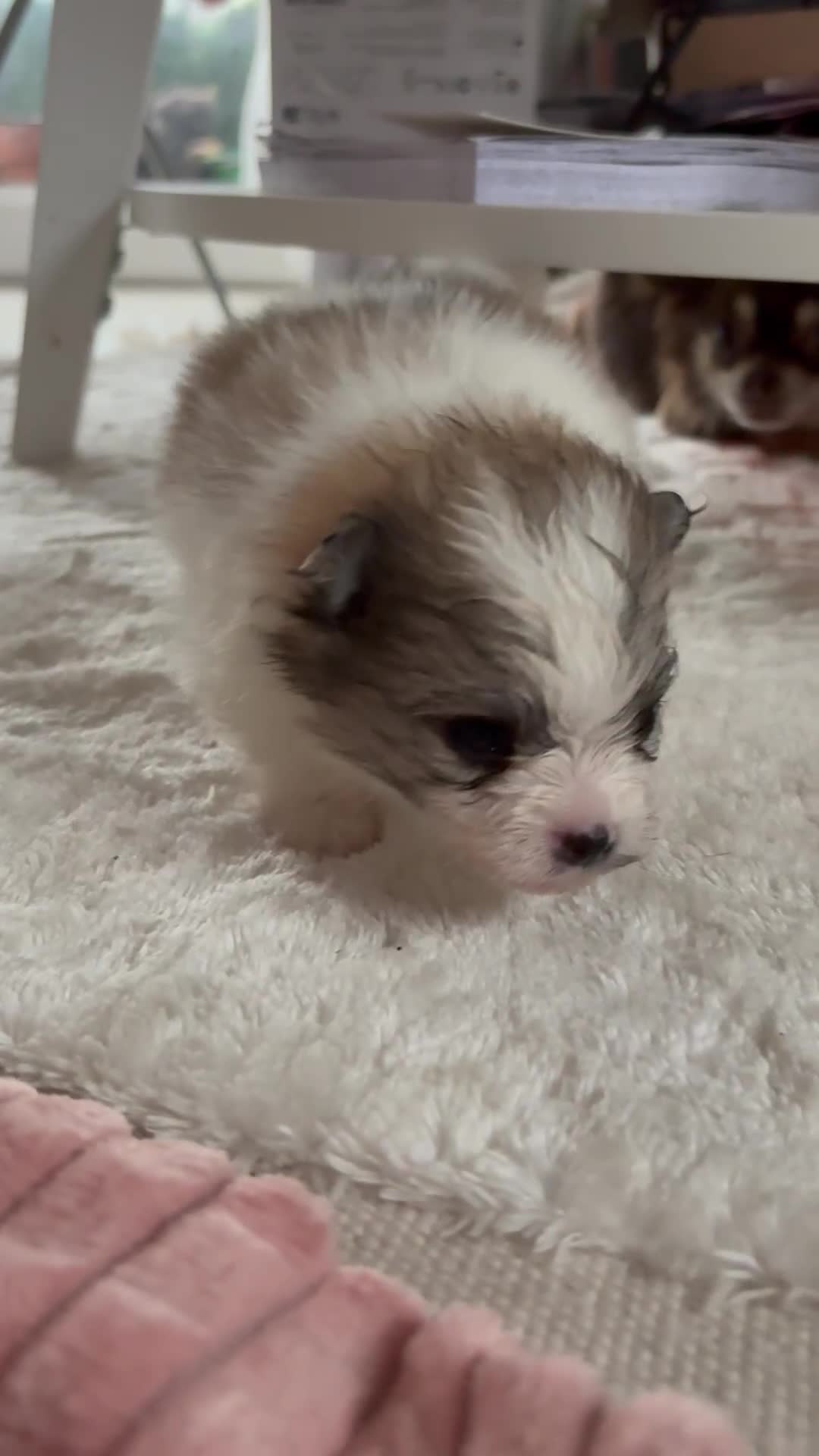 Pomeranian dogs for sale: Beautifu Litter- Russian/Chi Tien Pomeranian Pups - Video 3