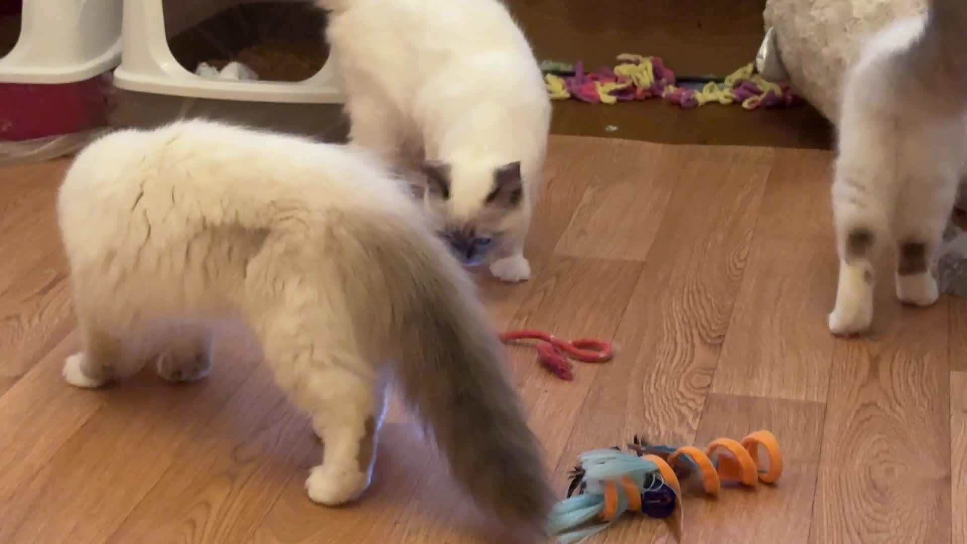 Ragdoll cats for sale: GCCF REGISTERED RAGDOLL KITTENS in Ashton-under-Lyne - Video 4