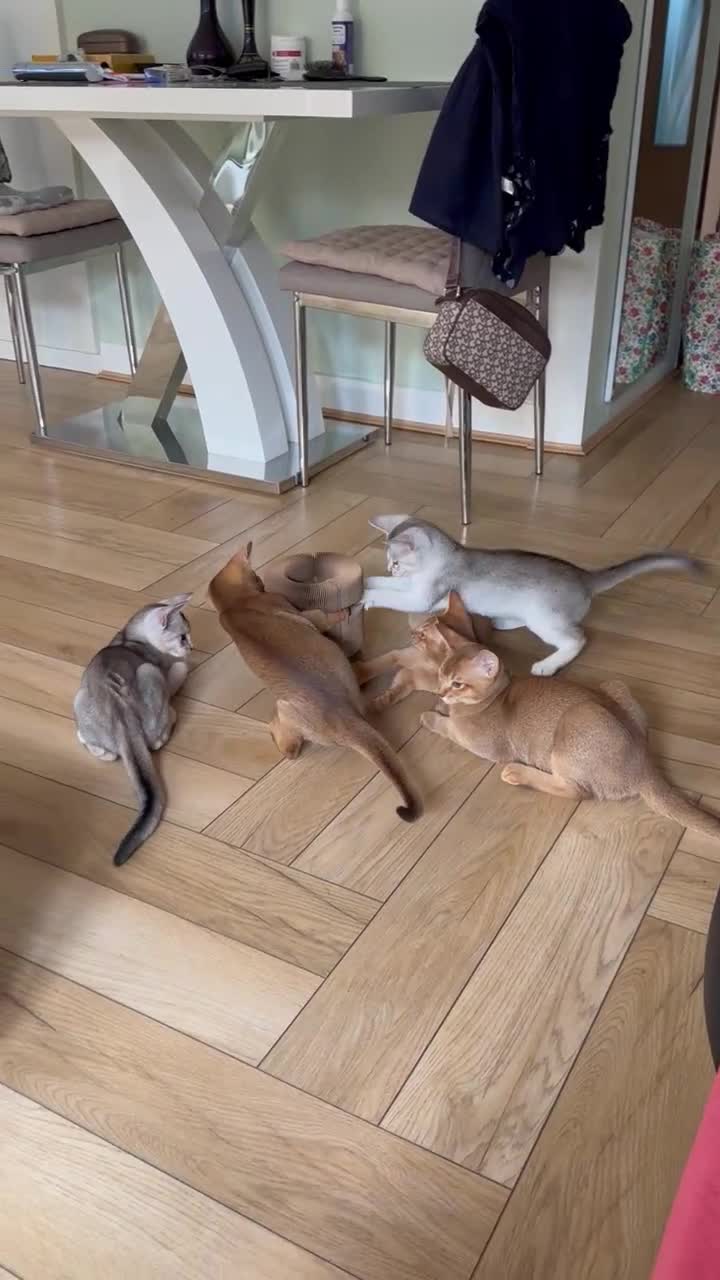 Abyssinian cats for sale: Silver Abyssinian kittens  - Video 3