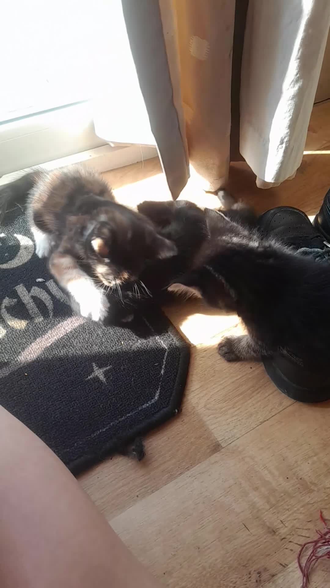 British Shorthair cats for sale: 2 gorgeous playful kittens💗💗 - Video 1