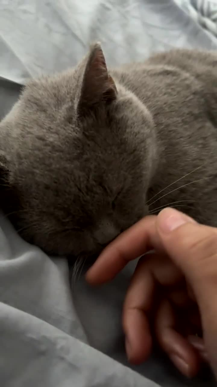 British Longhair cats for sale: Nardo - Video 1