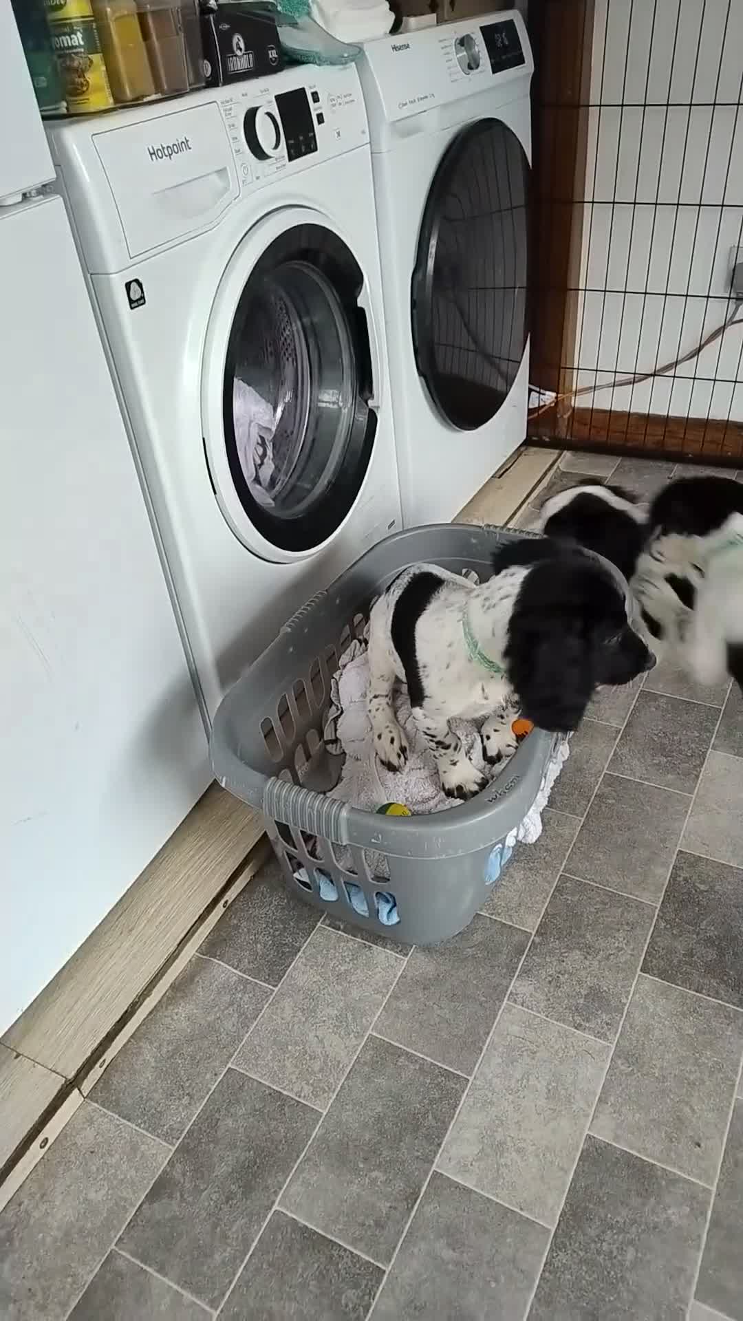 English Springer Spaniel dogs for sale: 1 Springer Spaniel Puppies Black White Ready to Go - Video 1
