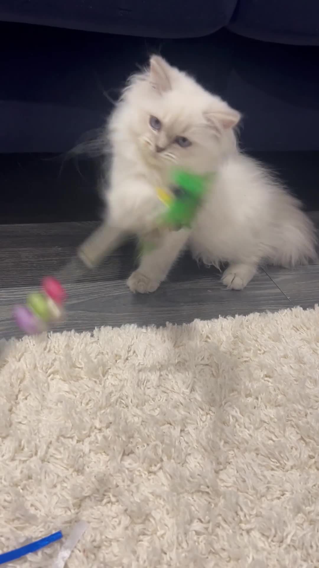 British Longhair cats for sale: Lilac golden tip female  - Video 3