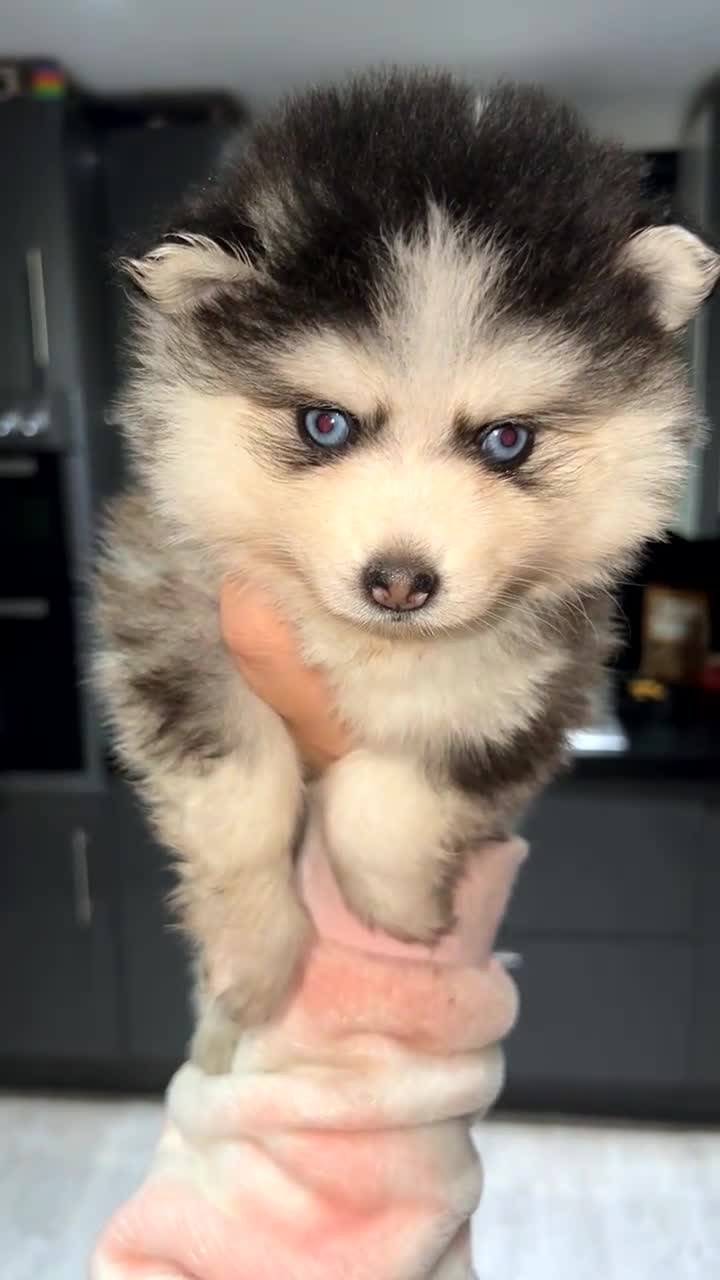 Pomsky dogs for sale: F4 Toy Pomsky Puppies - Video 4