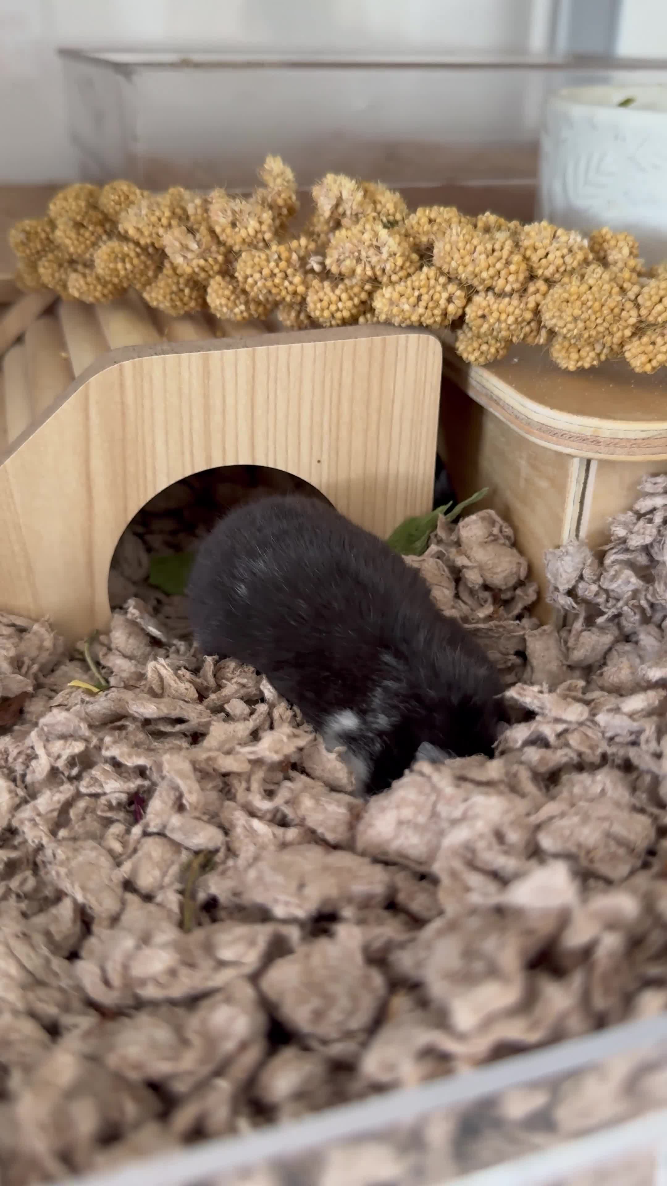 Hamster rodents for sale: Winter White Dwarf Hamsters - Video 1
