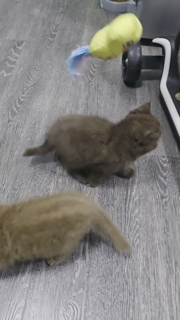 British Shorthair cats for sale: Our Beautiful British Shorthair Kittens - Video 1